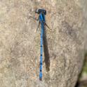 Argia medularis (Sky-blue Dancer) male-3.jpg